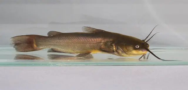 Black bullhead (Ameiurus melas)