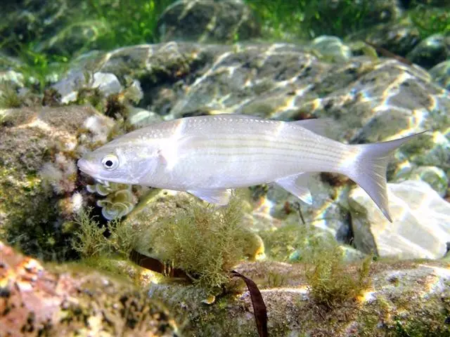 Thicklip grey mullet (Chelon labrosus)