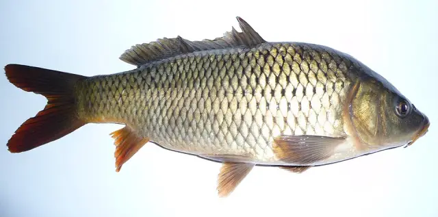 Common carp (Cyprinus carpio)