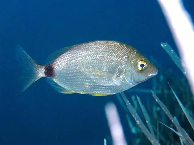Annular seabream (Diplodus annularis)