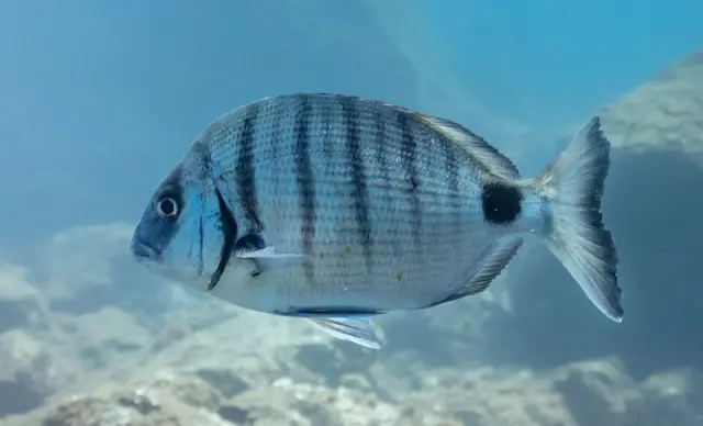 White seabream (Diplodus sargus)
