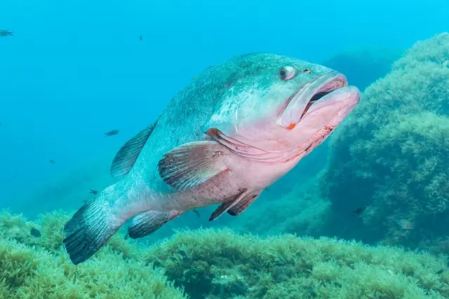 Dusky grouper (Epinephelus marginatus)