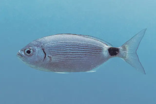 Saddled seabream (Oblada melanura)