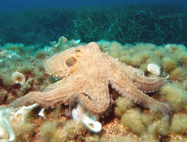 Common octopus (Octopus vulgaris)