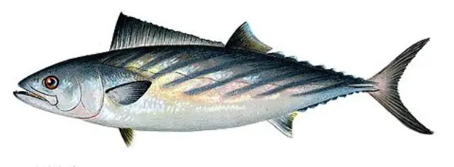 Atlantic bonito (Sarda sarda)