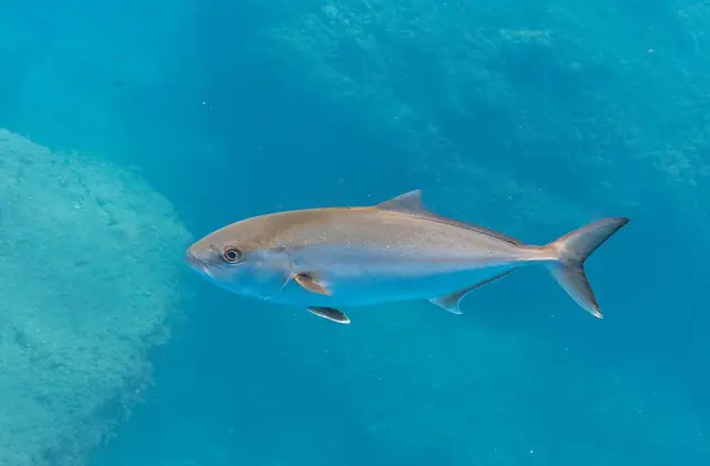 Greater amberjack (Seriola dumerili)