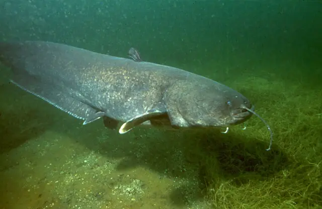Wels catfish (Silurus glanis)