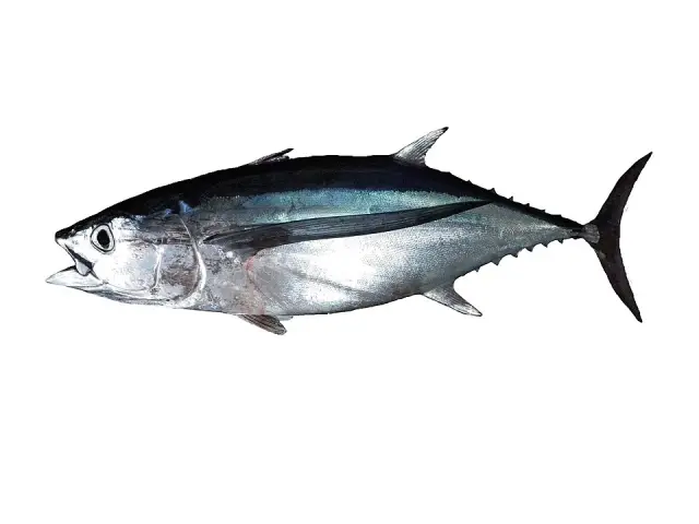 Albacore (Thunnus alalunga)