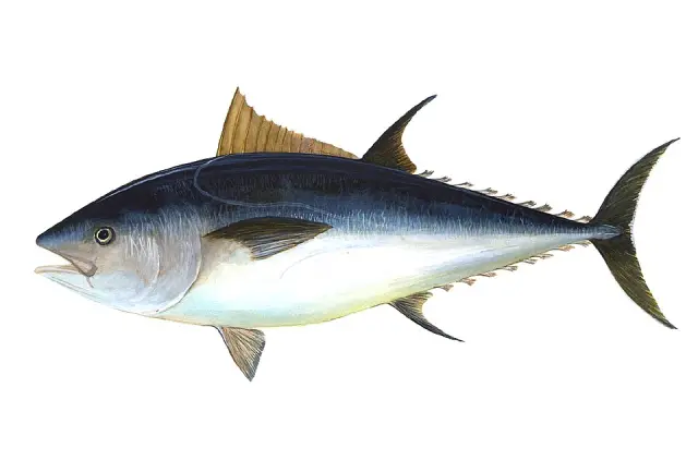 Atlantic bluefin tuna (Thunnus thynnus)