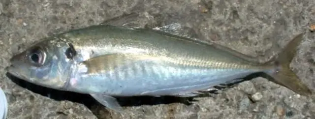 Atlantic horse mackerel (Trachurus trachurus)